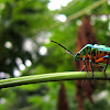 Green Jewell Bug