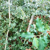 Ilex aquifolium. Acebo común, agrifolio