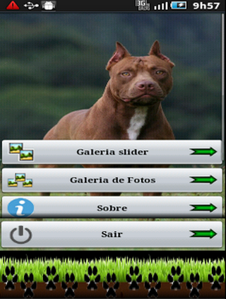 Cachorros Pitbull