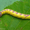 Moth Caterpillar - Notodontidae