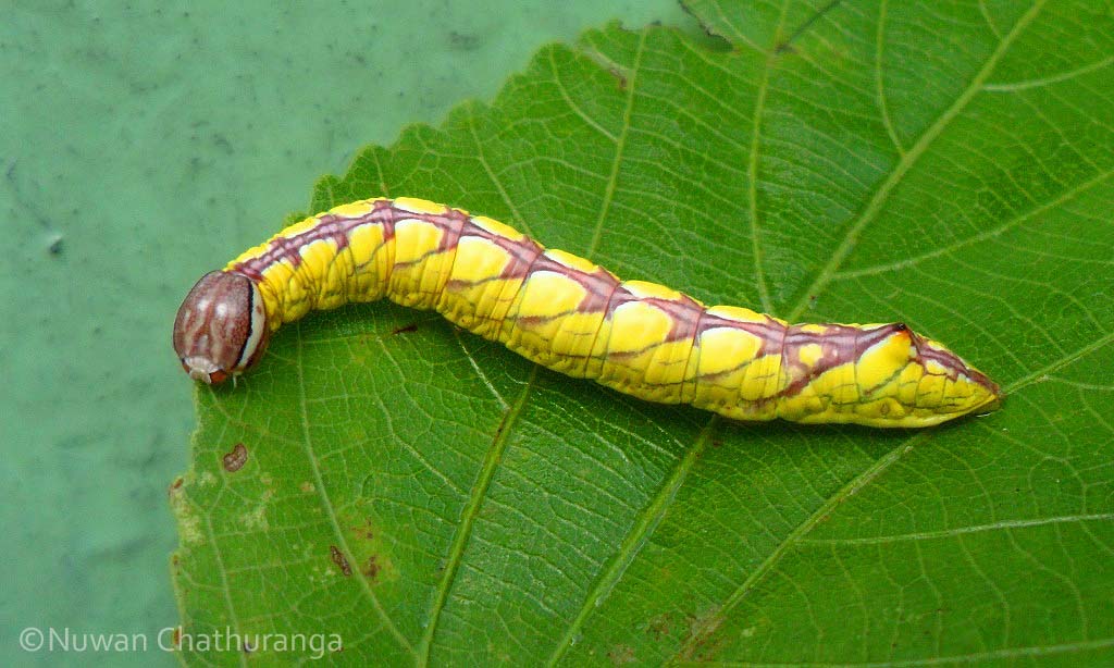 Moth Caterpillar - Notodontidae