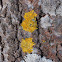 Common orange lichen, yellow scale