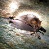Pygmy Bats