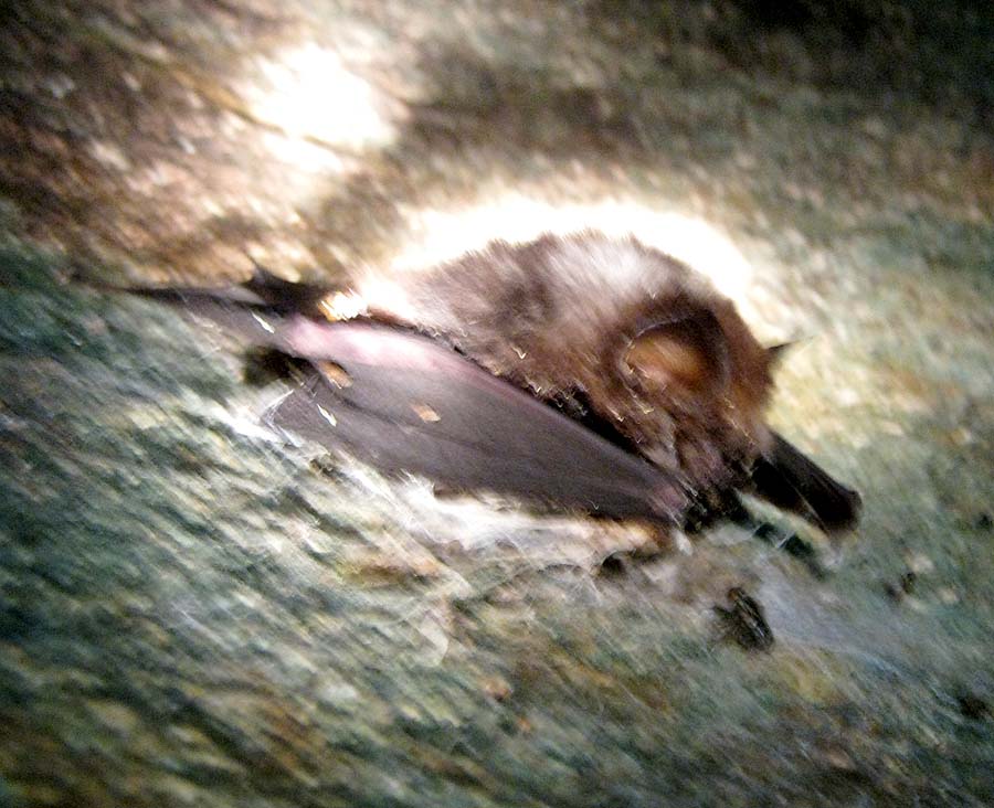 Pygmy Bats