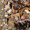 Red Admiral and American Snout