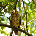 White-browed owl