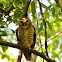 White-browed owl