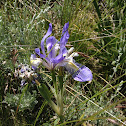 wild blueflag iris