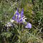 wild blueflag iris