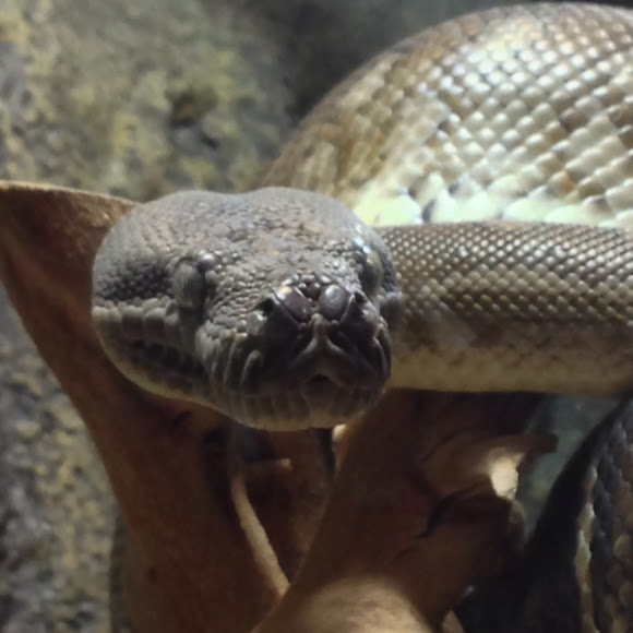 Centralian Carpet Python | Project Noah
