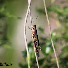 American Bird Grasshopper