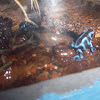 Green and Black Poison Dart Frog - Blue form