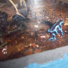 Green and Black Poison Dart Frog - Blue form