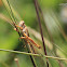 uncertain grasshopper