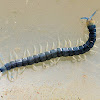 Orange Footed Centipede (Nymph)