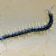 Orange Footed Centipede (Nymph)