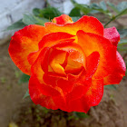 Orange Rose ( नारंगी गुलाब )