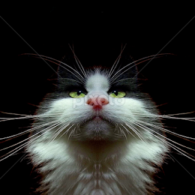 Dictator by Jurijs Ratanins - Instagram & Mobile Android