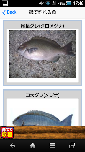 免費下載運動APP|磯・波止・船釣りで釣れる魚 app開箱文|APP開箱王