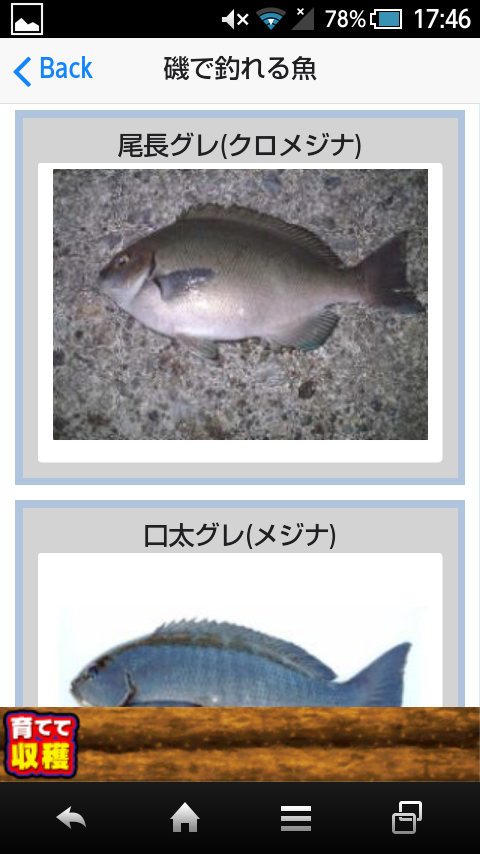 磯・波止・船釣りで釣れる魚 Screen 2