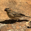 Pin-tailed Whydah (Female)