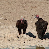 Lappet-faced vulture or Nubian vulture
