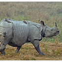 Indian rhinoceros