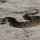 Eastern Diamondback Rattlesnake