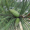 Loblolly Pine