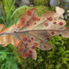Common spangle galls on Oak leaf
