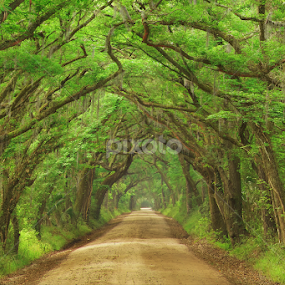 Wanderland 3:2 by Craig Bill - Nature Up Close Trees & Bushes