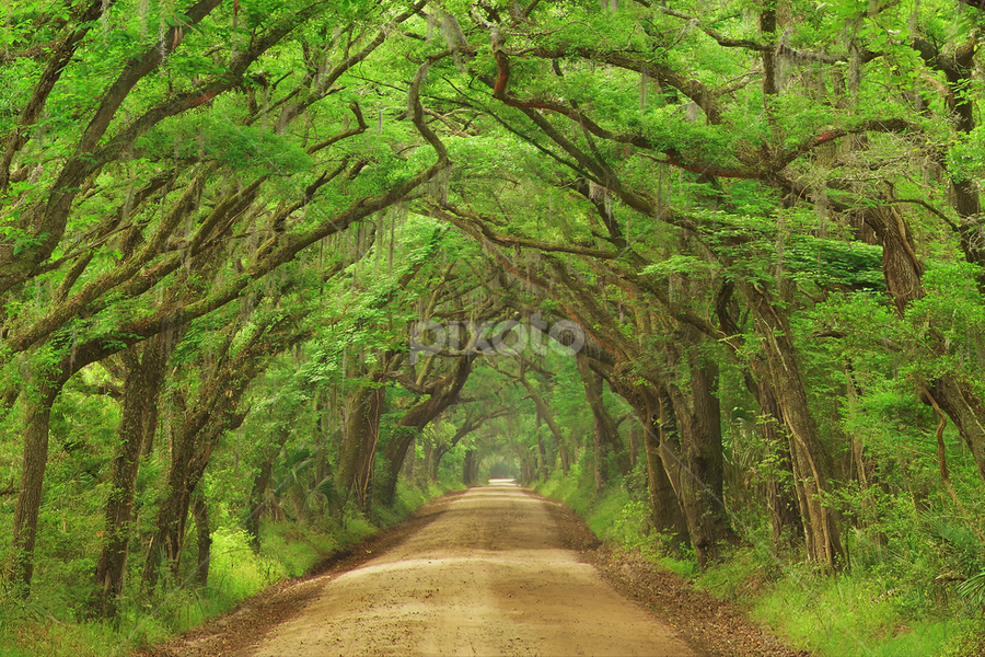 Wanderland 3:2 by Craig Bill - Nature Up Close Trees & Bushes