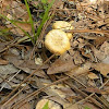 Golden Pholiota Mushroom