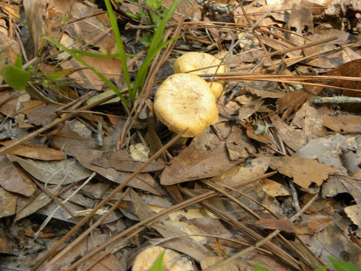 Golden Pholiota Mushroom