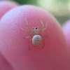 Six-Spotted Orb Weaver Spider