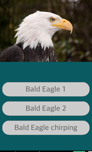 Eagle Sounds