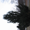 Douglas fir
