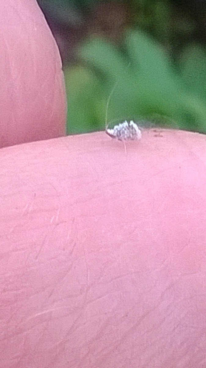 White mayfly