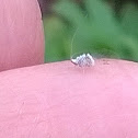 White mayfly