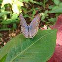 Plains Cupid