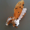 Salt Marsh Moth, male