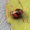 Leaf beetle