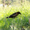 Great-Tailed Grackle - Leucistic female