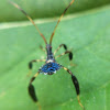 Leaf footed bug nymph