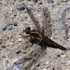 Chalk-fronted Corporal (female)