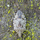 Reticulatus Shield Bug or Brown Long-headed Shield Bug