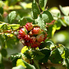 Prickly rose gall