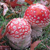 fly agaric ; fly amanit