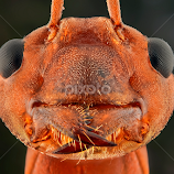 Face to face by Aditya Permana -  