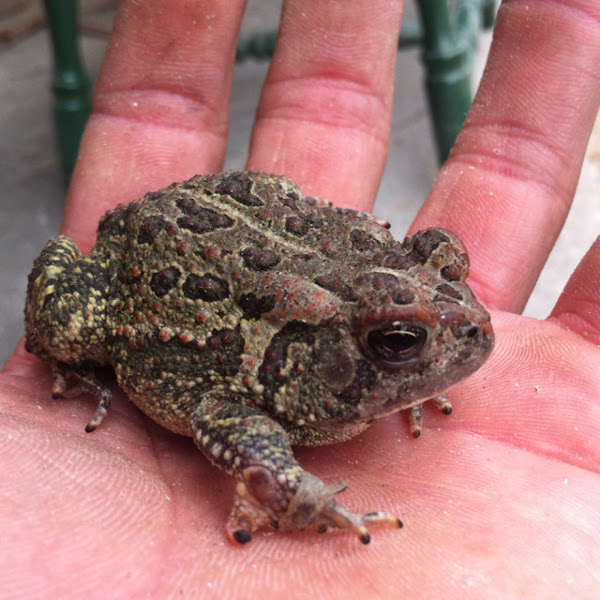 Fowlers Toad | Project Noah